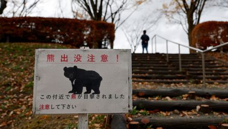 Japon firmadan “ayı sigortası” hizmeti